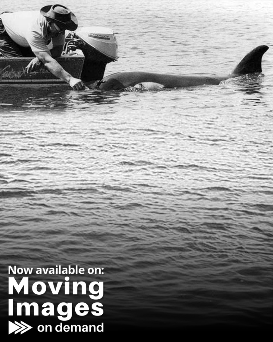 MovingImagesDS's tweet photo. "Who Killed Miracle?" uncovers the dramatic rescue, controversial life in captivity, and mysterious death of Miracle, a rescued baby orca who became a national sensation.

Watch now for just $5. Link in bio!

Directed by: Scott Renyard https://t.co/PAUrI0N2DS