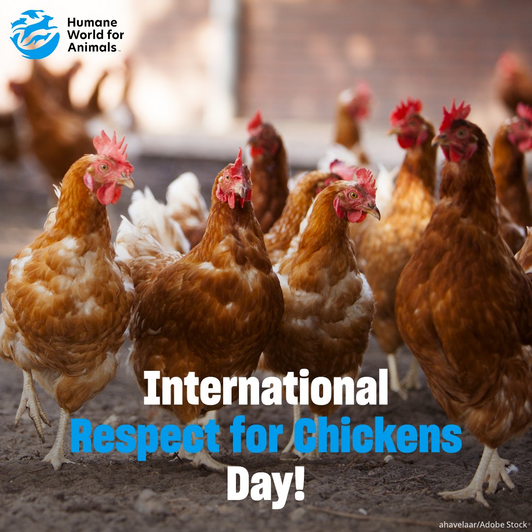 Humane World Farm Animals tweet media