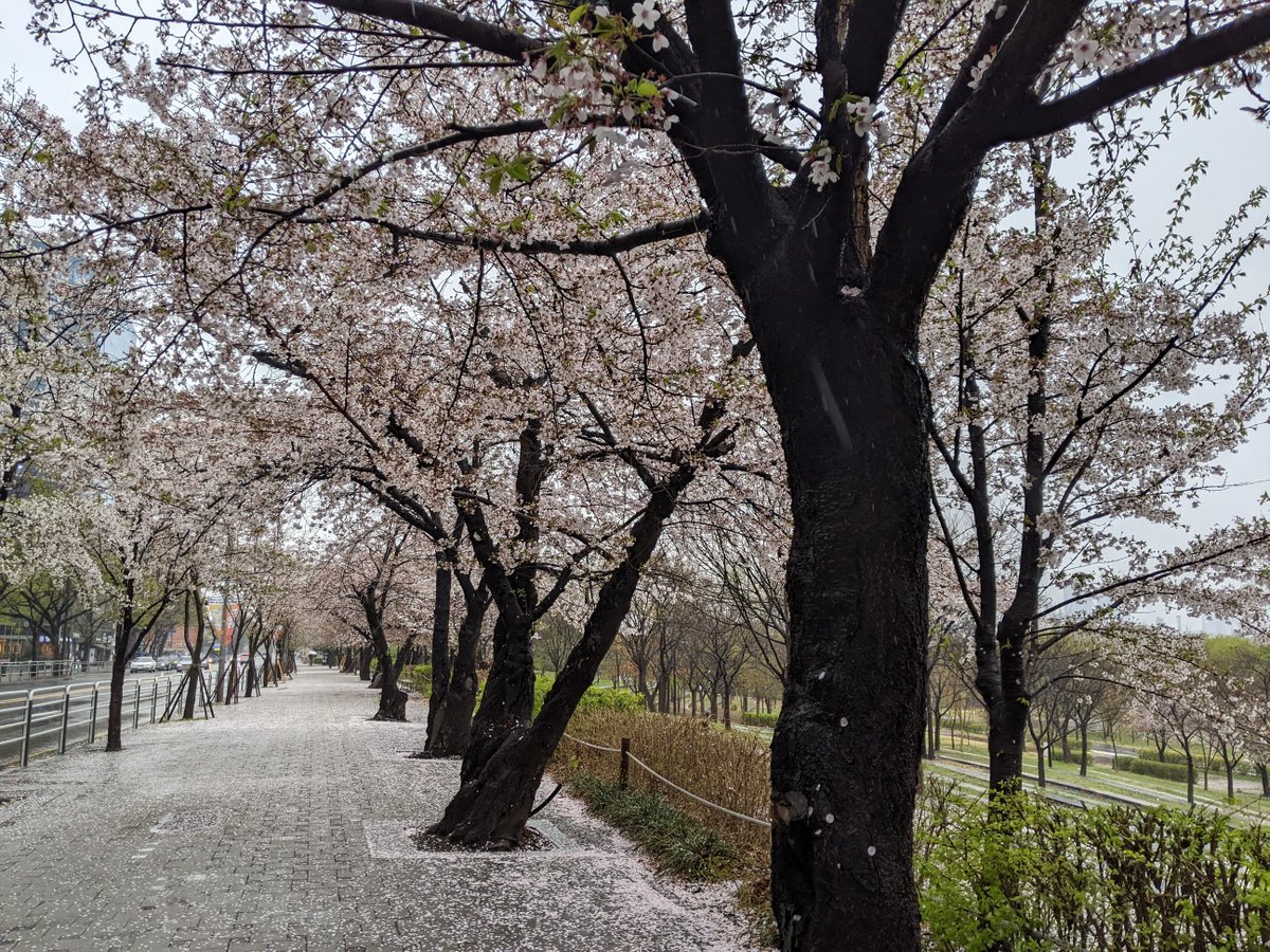 KwanKew's tweet image. Yeouido Park, the Museum of History, General Yi Seong-gye founded the Joseon Dynasty, which lasted from 1392 to 1897, structured on Neo-Confucianism, the Myeongdong neighborhood, ate a Korean sweet pancake.
#Seoul #South Korea #travel @KoreanTravel @CamWritersWkshp
@aaww_nyc