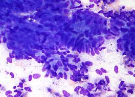Intestinal Cell News tweet media