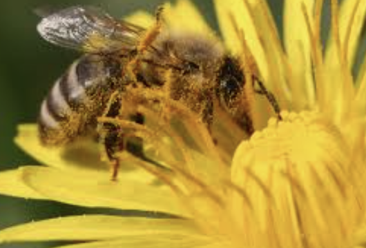 stustin's tweet image. For some reason, people (homeowners) hate dandelions, however bees depend on them as their food source in the spring. Does your lawn really need to be cut? Embrace the dandelion (and bees!) &amp;amp; tell your insecure neighbours to feck off. #Ontario #flowers #pollination #honey #venom