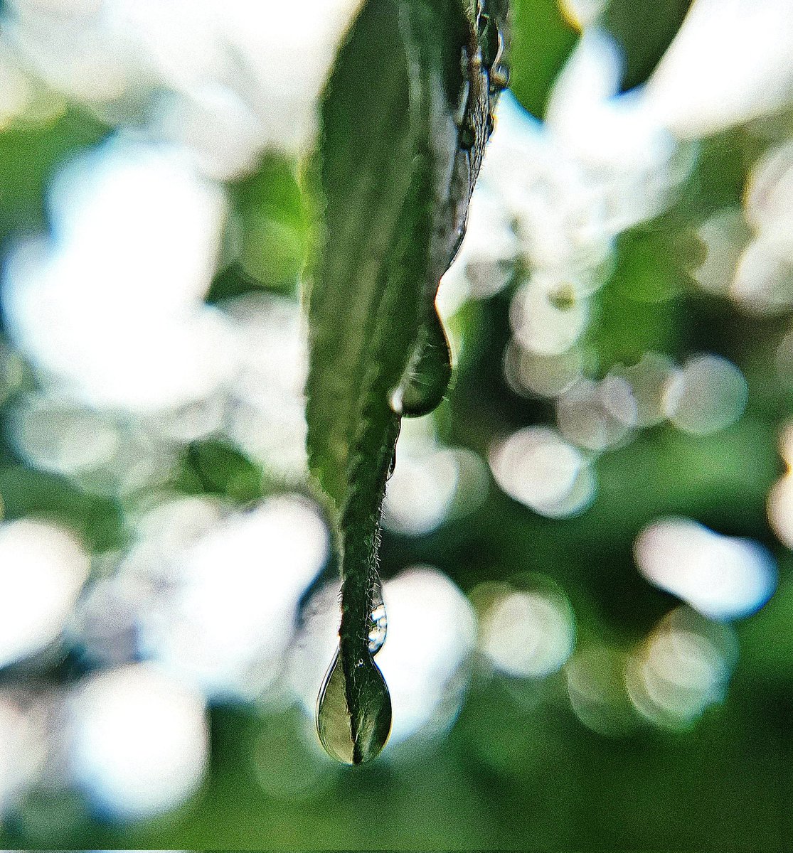 chriz31_07's tweet image. It's Macro Monday my friends, let's see your macro shots💦

#Monday 

Macro photography is the art of listening to tiny stories..