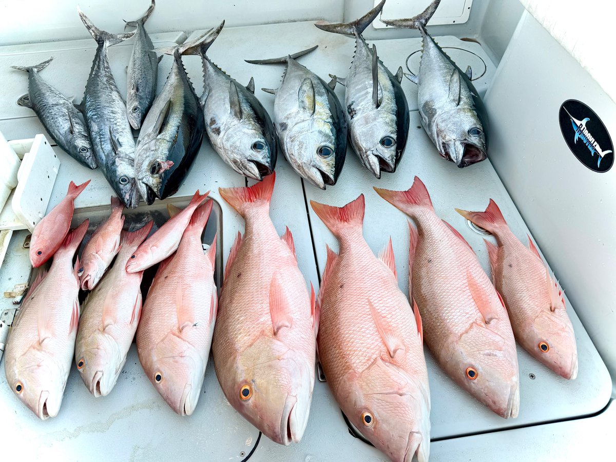 reel_guides's tweet photo. Mutton snapper and tuna laid out after a charter in Islamorada ๐ฃ๐ฅAnother productive day in the Florida Keys!
#Islamorada #FloridaKeys #FishingTrip #MuttonSnapper #Tuna #DeepSeaFishing https://t.co/MTVbb3V42f