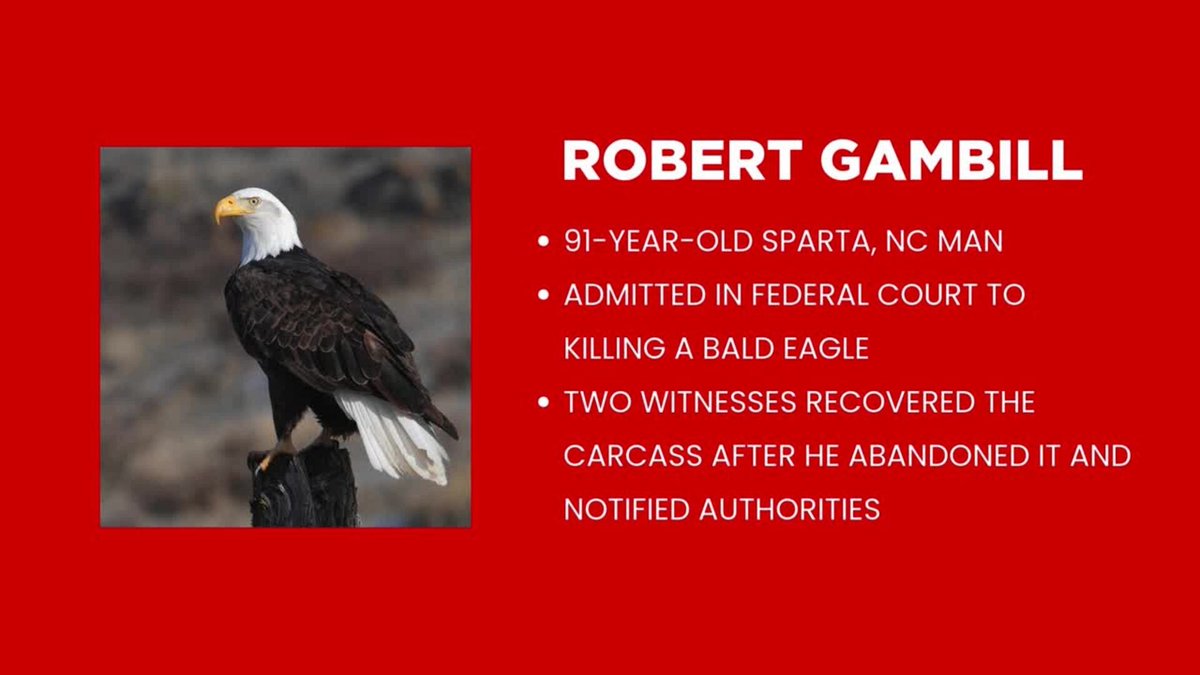 World_Geography's tweet photo. @stats_feed Bald eagles are heavily protected in the US with people facing massive fines for killing them. For example - A 91-year-old North Carolina man was fined $9,500 and forced to surrender his firearm for killing a bald eagle. https://t.co/wxj4VnyMKR