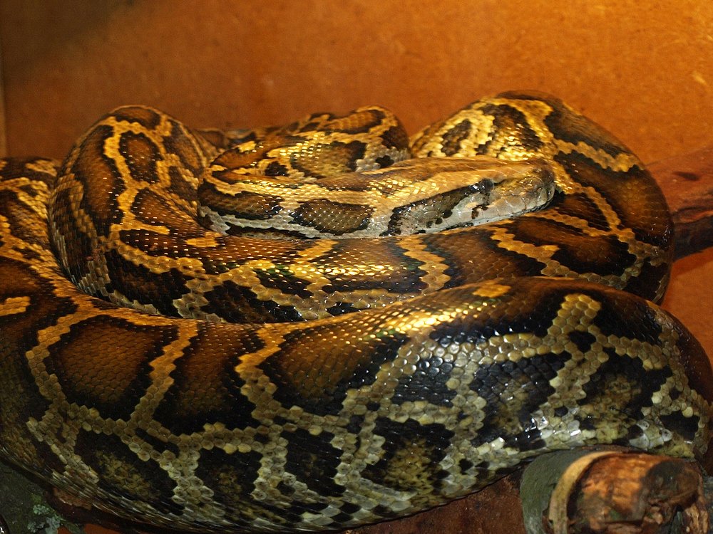 RadioNoOneCares's tweet photo. Animal of the week
Python molurus - The Indian Python is a constrictor. Contrary to popular belief, they don't crush bones to dust; they stop the heart. By wrapping around prey, they increase the internal pressure until the circulatory system fails
#radionoonecares #pythonmolurus https://t.co/pjdIo5Y2GL