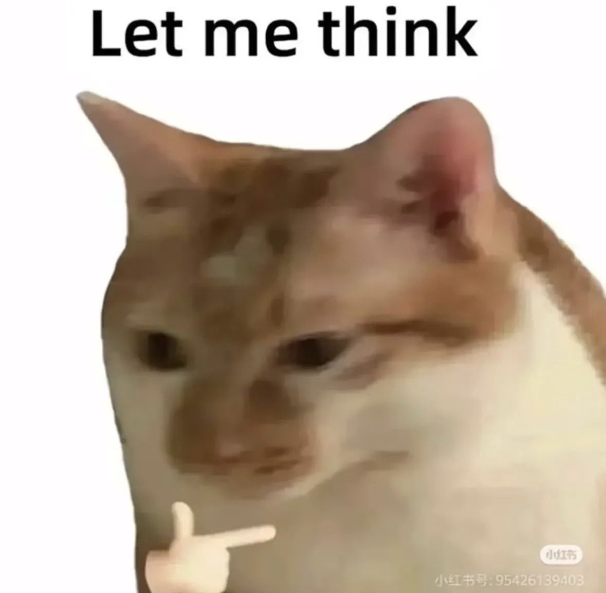 LiterallyMeCats tweet media