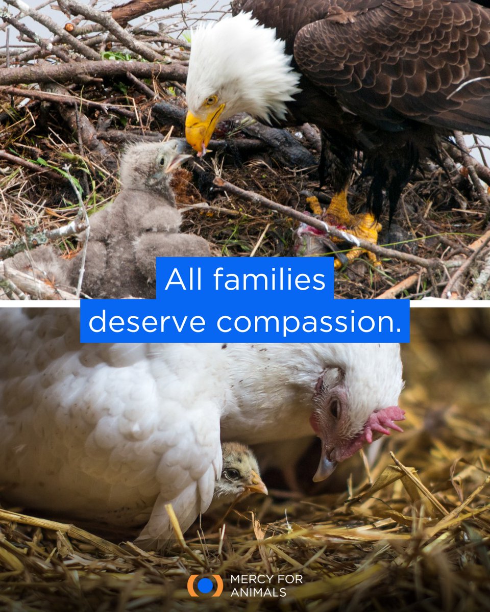 MercyForAnimals's tweet image. Despite their differences, both bald eagles and chickens are dedicated mothers who care deeply for their babies!   

Choosing more meat-free and plant-based meals is one simple way to show compassion for all bird mothers.   

➡️ bit.ly/MFAHEV  #BirdDay #Eagles #Hens