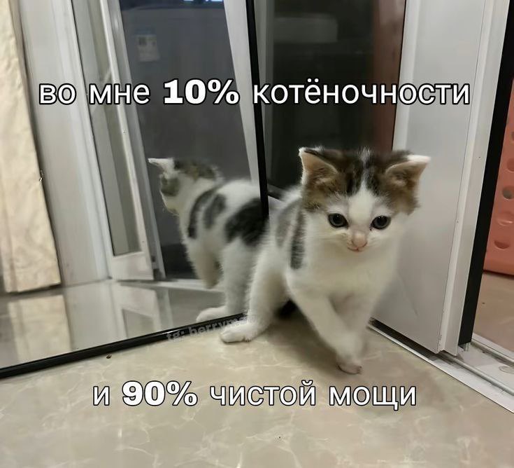 Tim tweet media