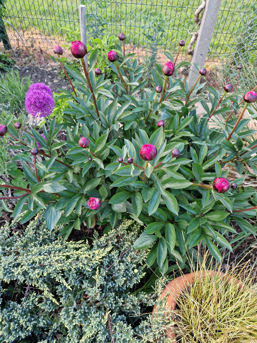 ghostofgoose5's tweet image. I wish the people doing the #chemtrails &amp;amp; #GeoEngineering would communicate better with @metoffice. We never got any of the ⛈️ they promised last night. The garden desperately needs 🌧. The #Alliums are out #Peony on the way &amp;amp; roses are coming out great. 
#Gardening #Summer2026
