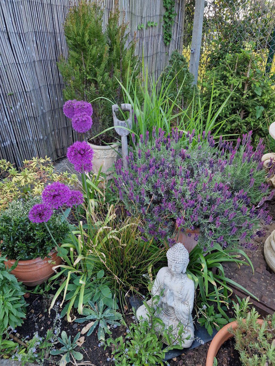 ghostofgoose5's tweet image. I wish the people doing the #chemtrails &amp;amp; #GeoEngineering would communicate better with @metoffice. We never got any of the ⛈️ they promised last night. The garden desperately needs 🌧. The #Alliums are out #Peony on the way &amp;amp; roses are coming out great. 
#Gardening #Summer2026
