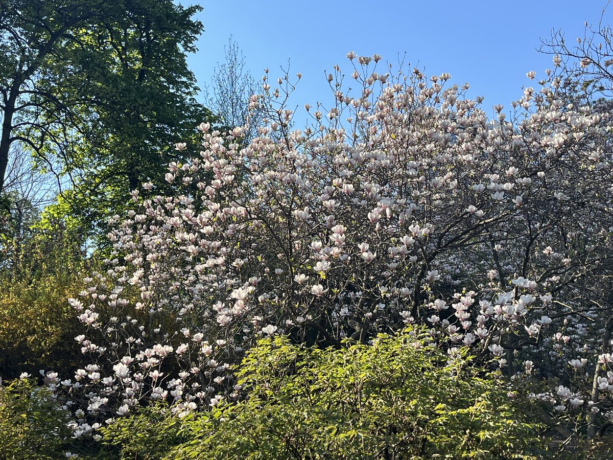 AnkaFeldhusen's tweet image. Back in Kyiv just in time to see the splendid magnolia trees blossom in the Botanical garden. War or not, this is a constant in the life of the city‘s inhabitants. And new ones are being planted, too! #StandWithUkraine