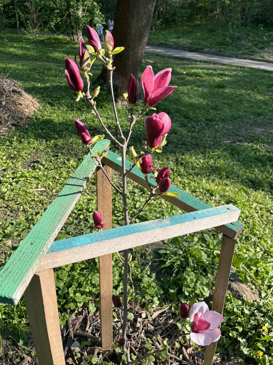 AnkaFeldhusen's tweet image. Back in Kyiv just in time to see the splendid magnolia trees blossom in the Botanical garden. War or not, this is a constant in the life of the city‘s inhabitants. And new ones are being planted, too! #StandWithUkraine