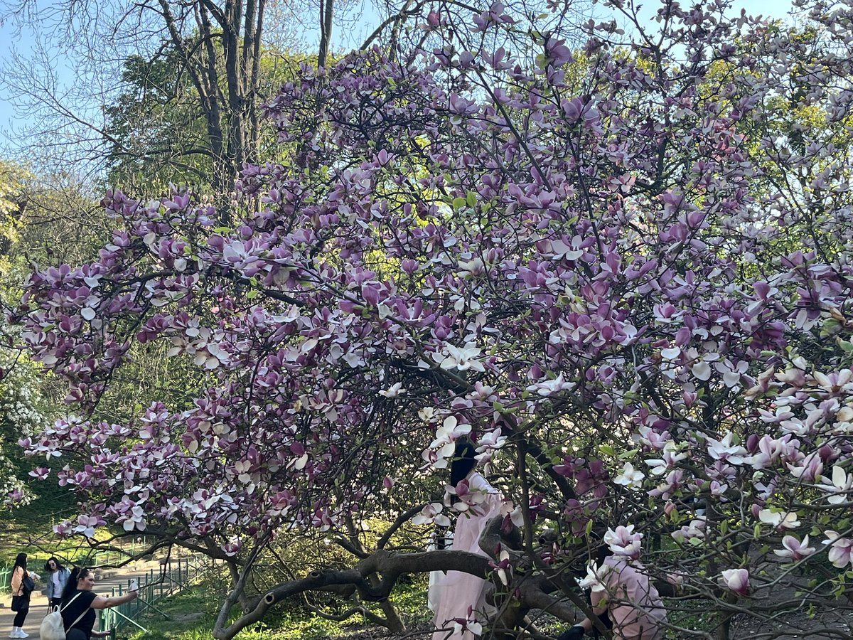 AnkaFeldhusen's tweet image. Back in Kyiv just in time to see the splendid magnolia trees blossom in the Botanical garden. War or not, this is a constant in the life of the city‘s inhabitants. And new ones are being planted, too! #StandWithUkraine