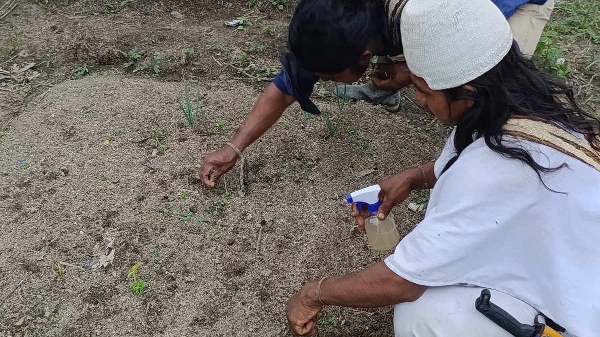 AgroHubdelMag's tweet photo. 🌱✨ Cerramos una gran jornada en Jwinaruwun

Compartimos un almuerzo lleno de gratitud para finalizar un día de aprendizaje sobre tratamiento de semillas y construcción de germinadores 🌾🌿

Seguimos fortaleciendo la huerta desde la raíz y trabajo en comunidad 🤝💚 https://t.co/GoeZd5qPaa