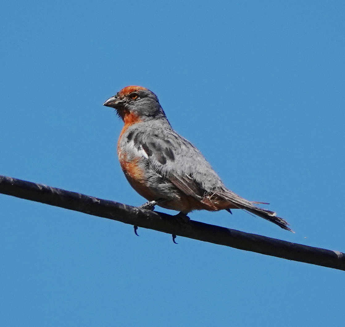 Long Nab Birder tweet media