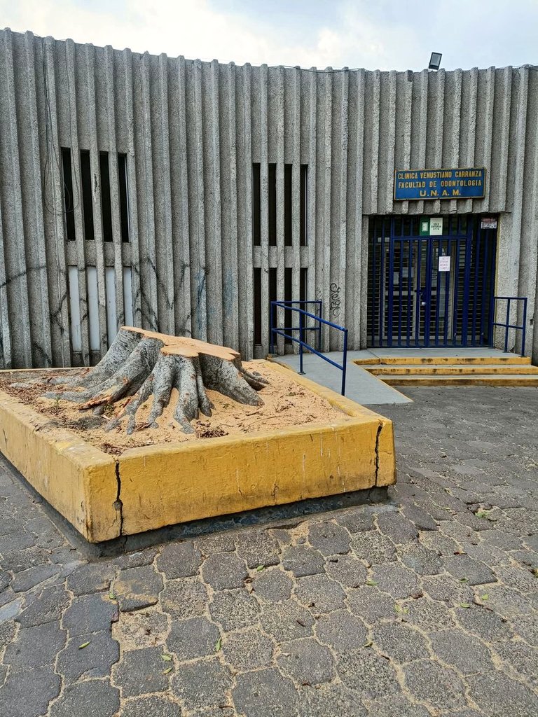 Por qué cortaron ese árbol <a href="/UNAM_MX/">UNAM</a> <a href="/A_VCarranza/">Alcaldía Venustiano Carranza</a>