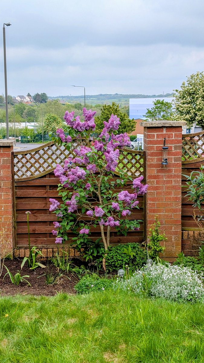 darty3003's tweet photo. The garden is waking up. https://t.co/BeNIc1cyZq