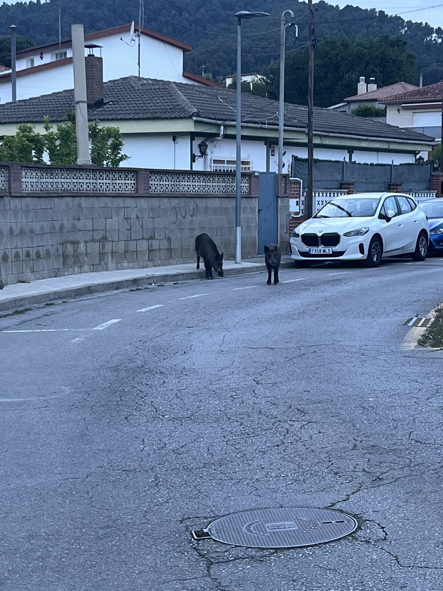 MarcelCAT131's tweet photo. Sanglars al Carrer del Pintor Sert, cantonada amb Pintor Fortuny de Sant Vicenç dels Horts! https://t.co/Gir0hzxTtE