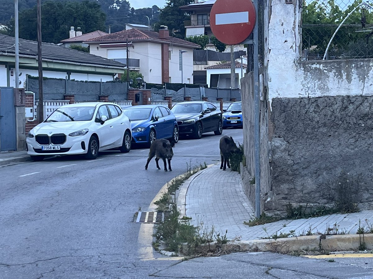 MarcelCAT131's tweet photo. Sanglars al Carrer del Pintor Sert, cantonada amb Pintor Fortuny de Sant Vicenç dels Horts! https://t.co/Gir0hzxTtE
