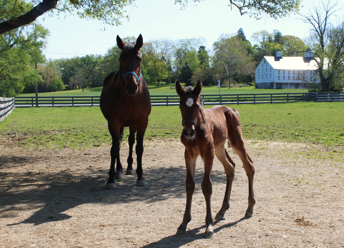Hanover Shoe Farms tweet media