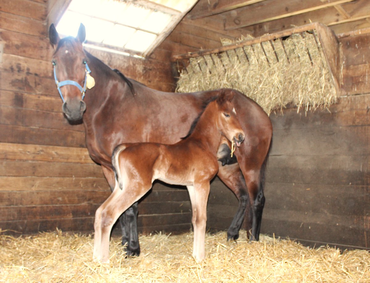 Hanover Shoe Farms tweet media