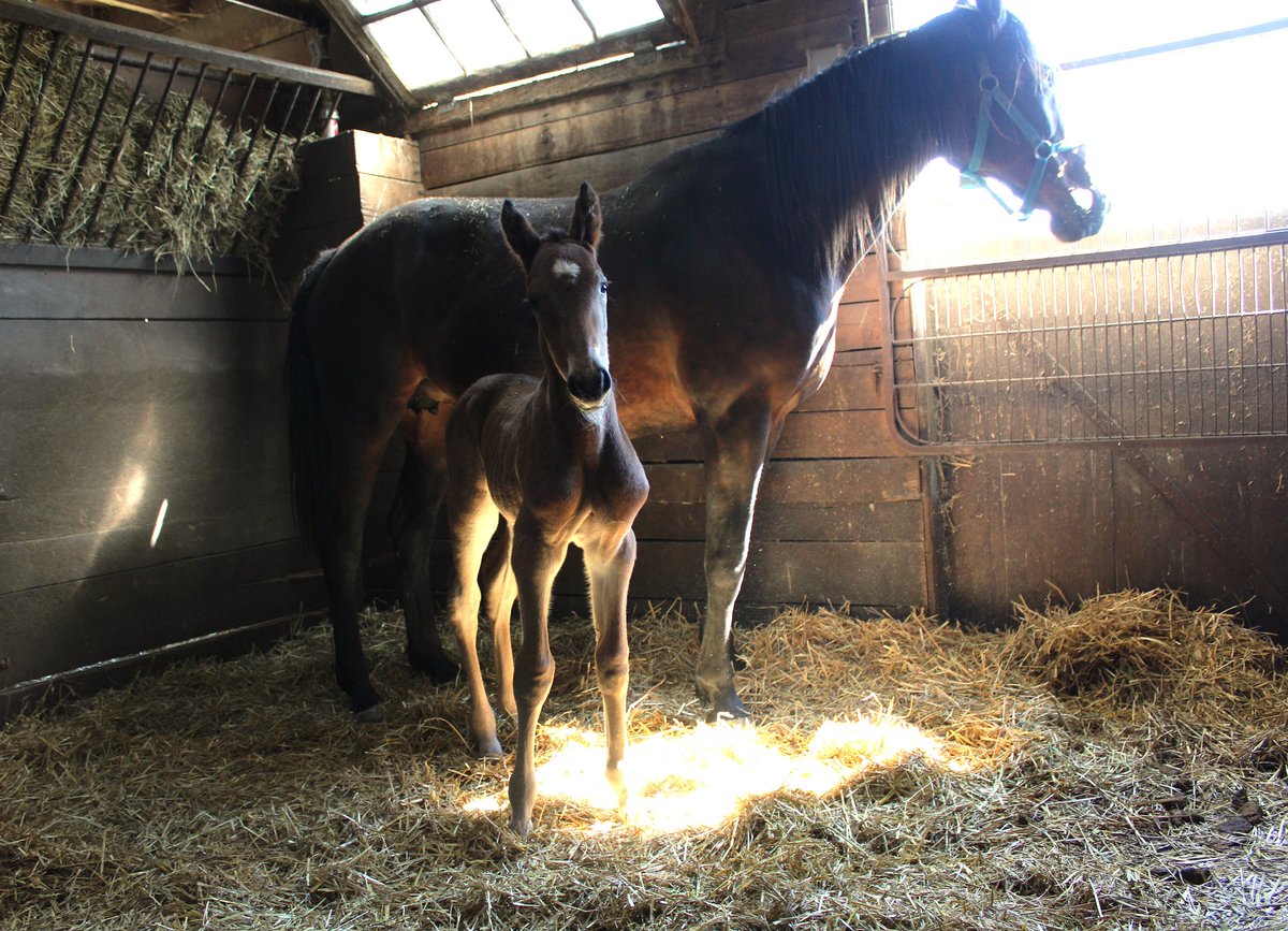 Hanover Shoe Farms tweet media
