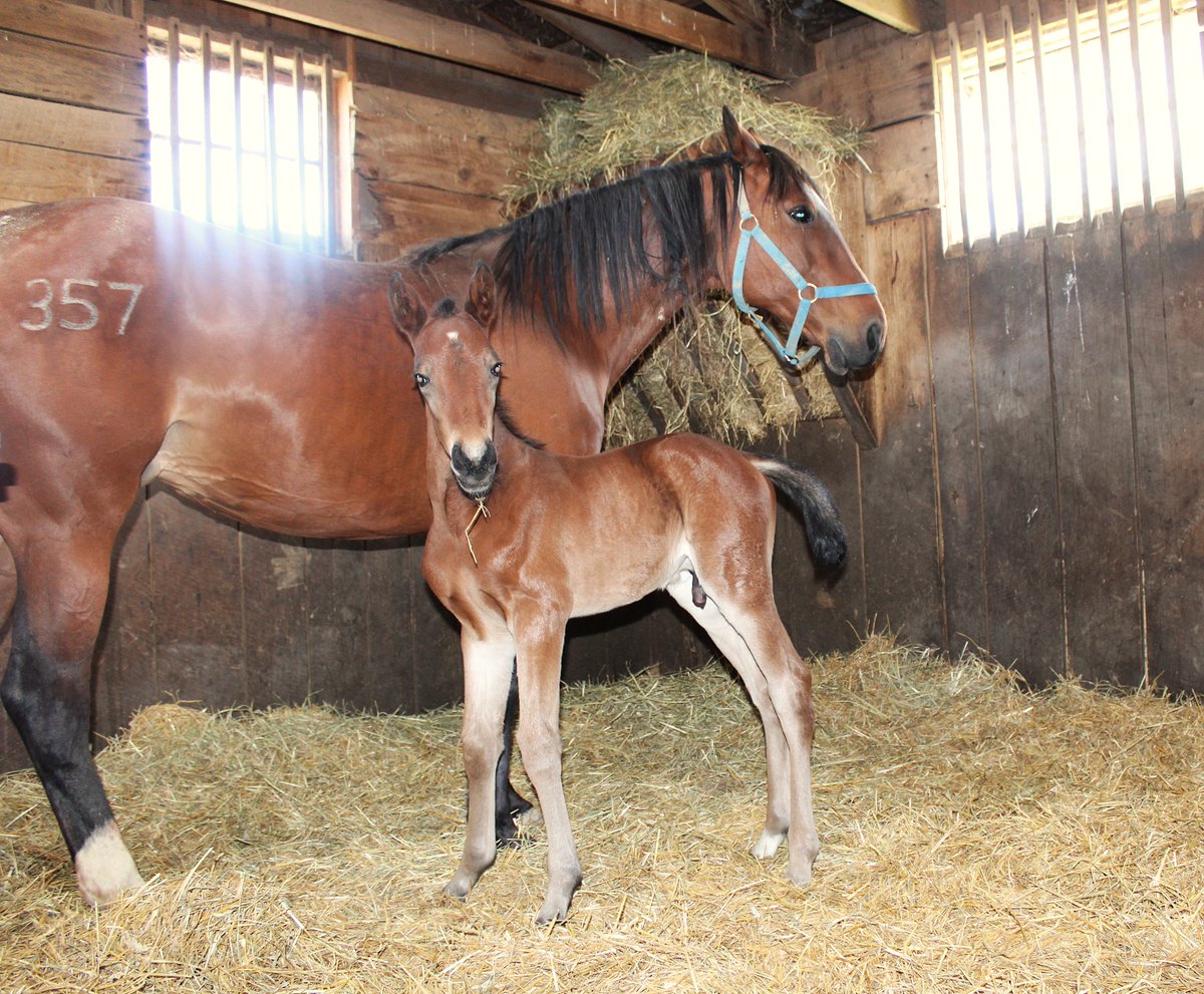 Hanover Shoe Farms tweet media