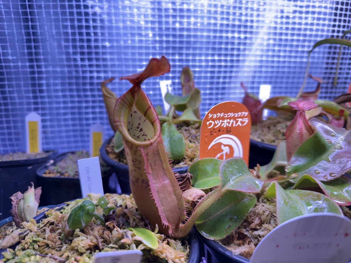 食虫植物と記念Suicaが好き(食虫) tweet media