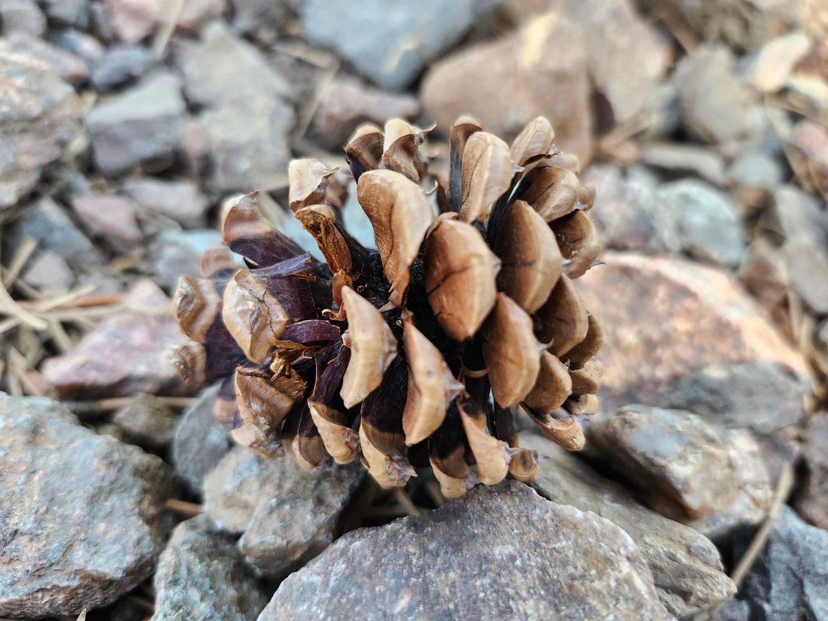 GregLionhart's tweet image. #Pinecone #Hiking #MyPhoto #Photography