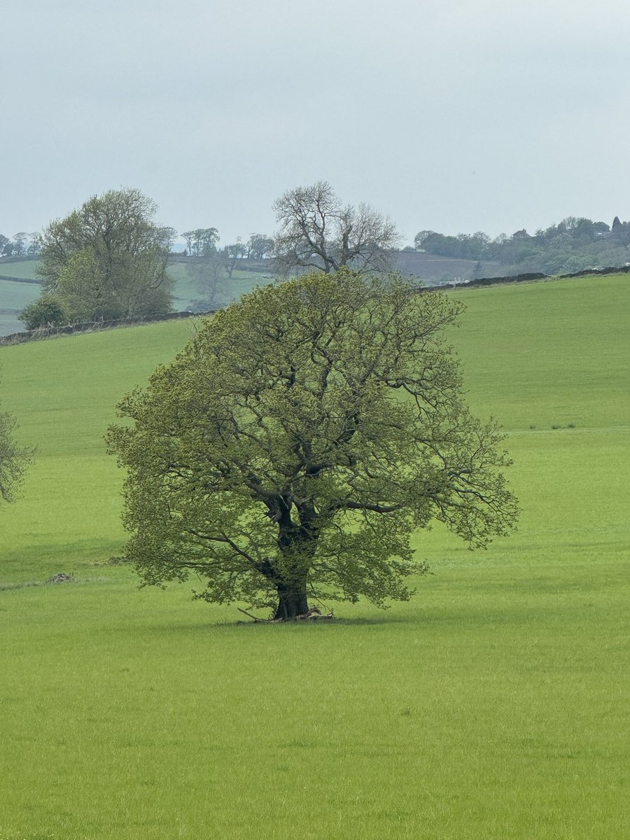 CopMoustache's tweet image. Been for a walk today, this tree was the first thing I saw ever morning when I woke up (it’s 90 degrees to the tree to the house ) #TreeClub