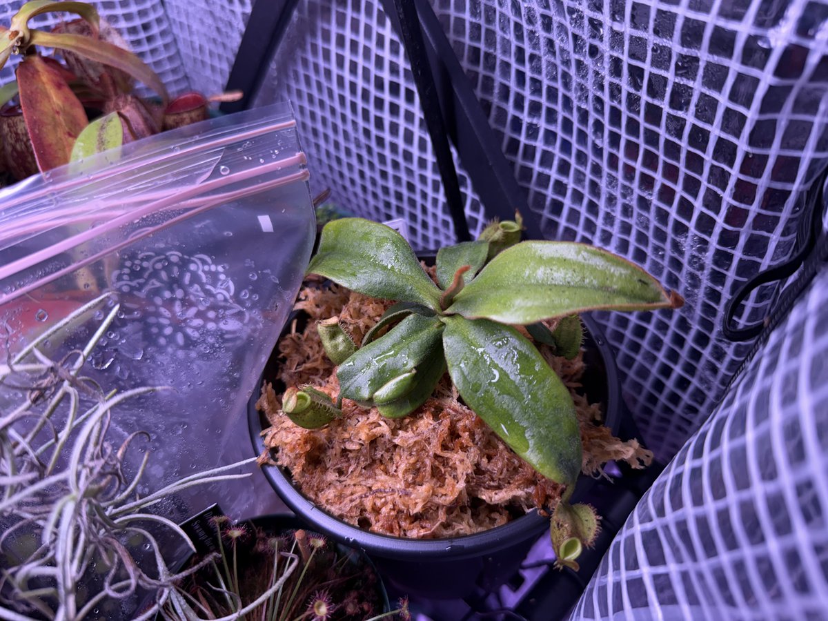 食虫植物と記念Suicaが好き(食虫) tweet media