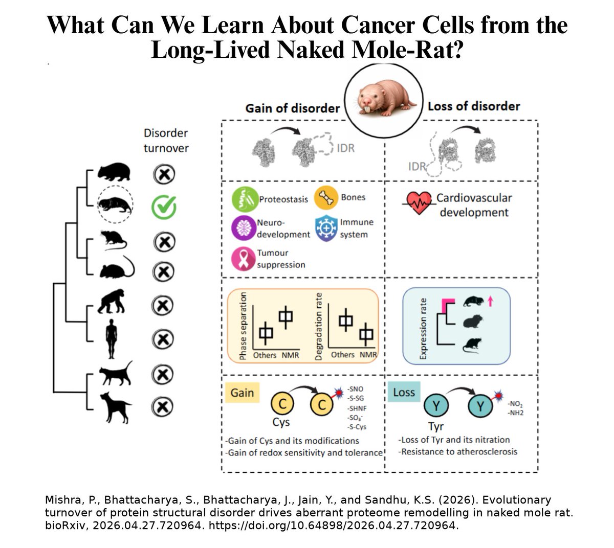 DorissLoh's tweet image. How does the naked mole rat achieve cancer-free longevity in the hypoxic, oxidative environments that drive human tumorigenesis? It ensures protein fluidity during phase separation by enhancing intrinsically-disordered regions. biorxiv.org/content/10.648… 
#Cancer #longevity #LLPS