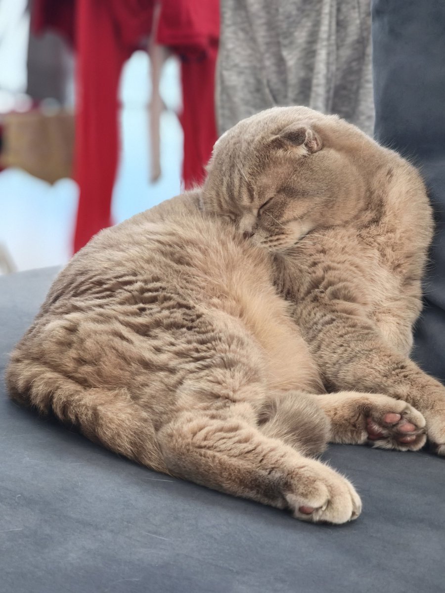 esen5's tweet photo. Size kurban olsun anneniz ❤Ponçik 🐈‍⬛ Paşa 🐈 https://t.co/TpcuT40fG1