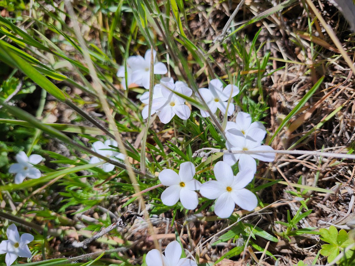 GregLionhart's tweet image. #Spring #Flowers #Hiking #MyPhoto #Photography