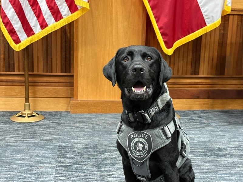 Pf_Police's tweet photo. Welcome K9 Pflash to the pforce! He’s specially trained to detect electronic storage devices such as cell phones, cameras, computers and memory cards. His unique skills will help with investigations involving digital crimes. 

🔗Read more about Pflash: https://t.co/D8Ja06Rwzo https://t.co/GJea3VGZM9