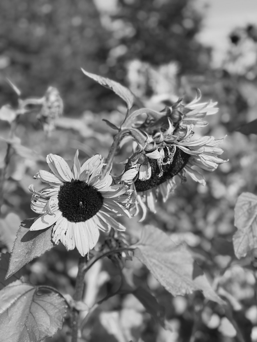 DigitalBeautyy's tweet image. Even in monochrome, nature finds a way to reveal its beauty 🌻

#sunflower #photograph #monochrome #blackandwhitephotography