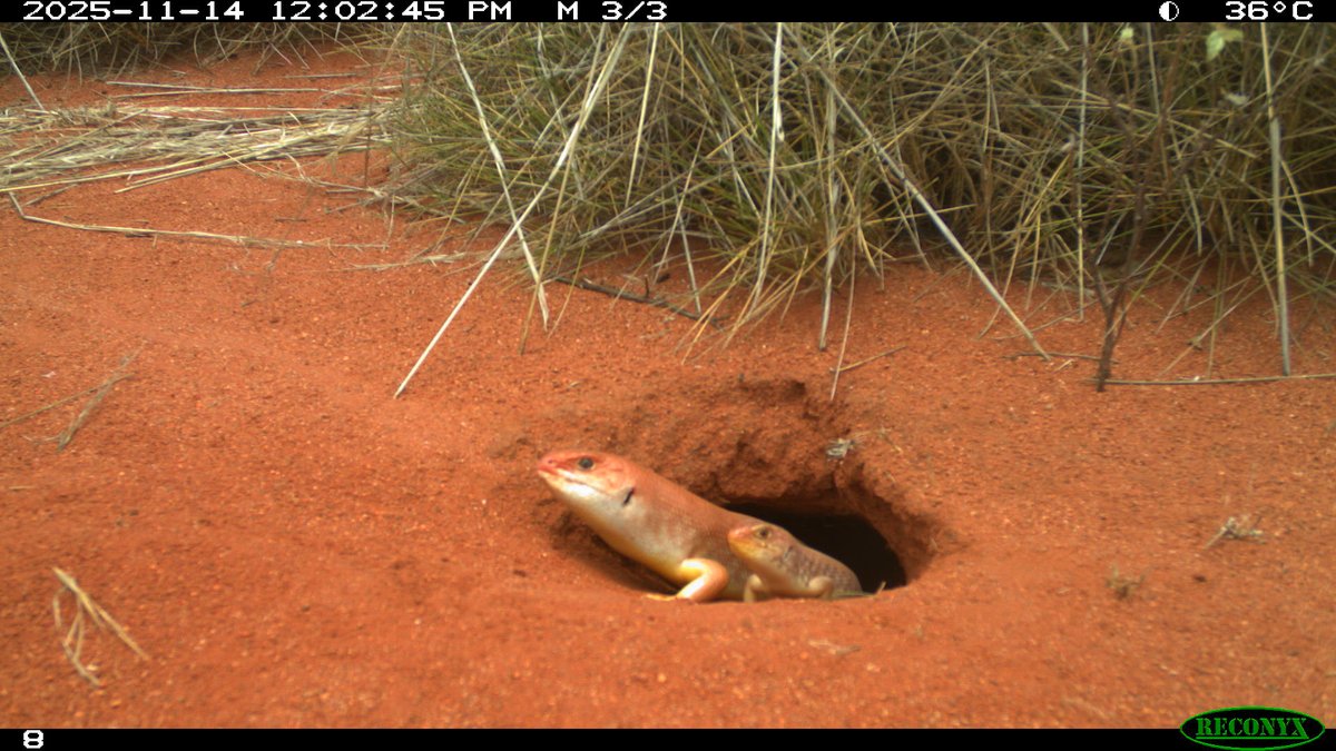 trailcam (@trail_cams) on Twitter photo 