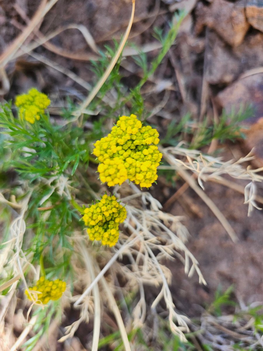 GregLionhart's tweet image. #Spring #Flowers #Hiking #MyPhoto #Photography