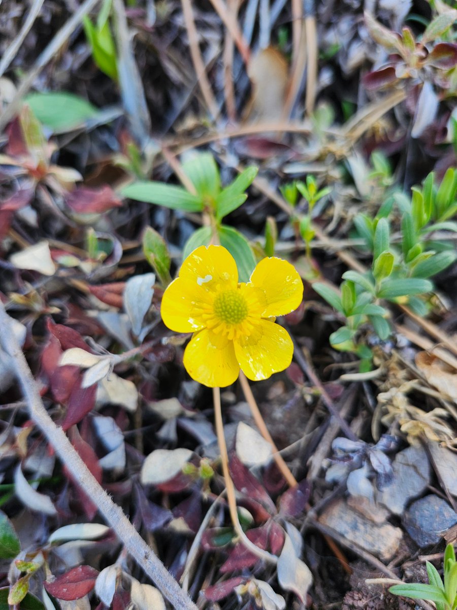 GregLionhart's tweet image. #Spring #Flower #Hiking #MyPhoto #Photography