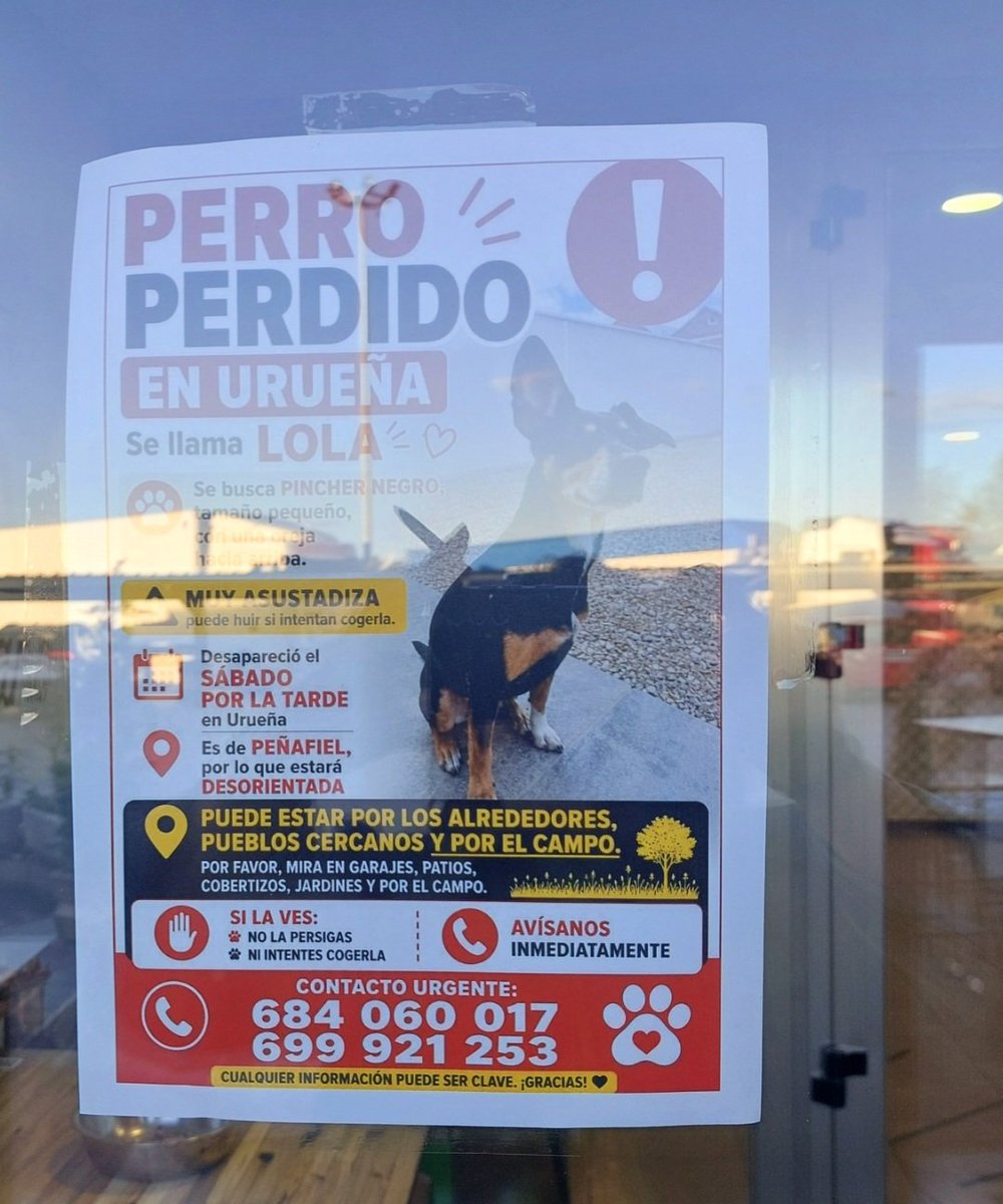 s_msonia's tweet image. #Perro 🙋‍♀️⚠️⚠️⚠️ perdido en #Urueña #Valladolid 
Se llama Lola 🐕  🆘️🆘️🆘️
#FelizLunesParaTodos