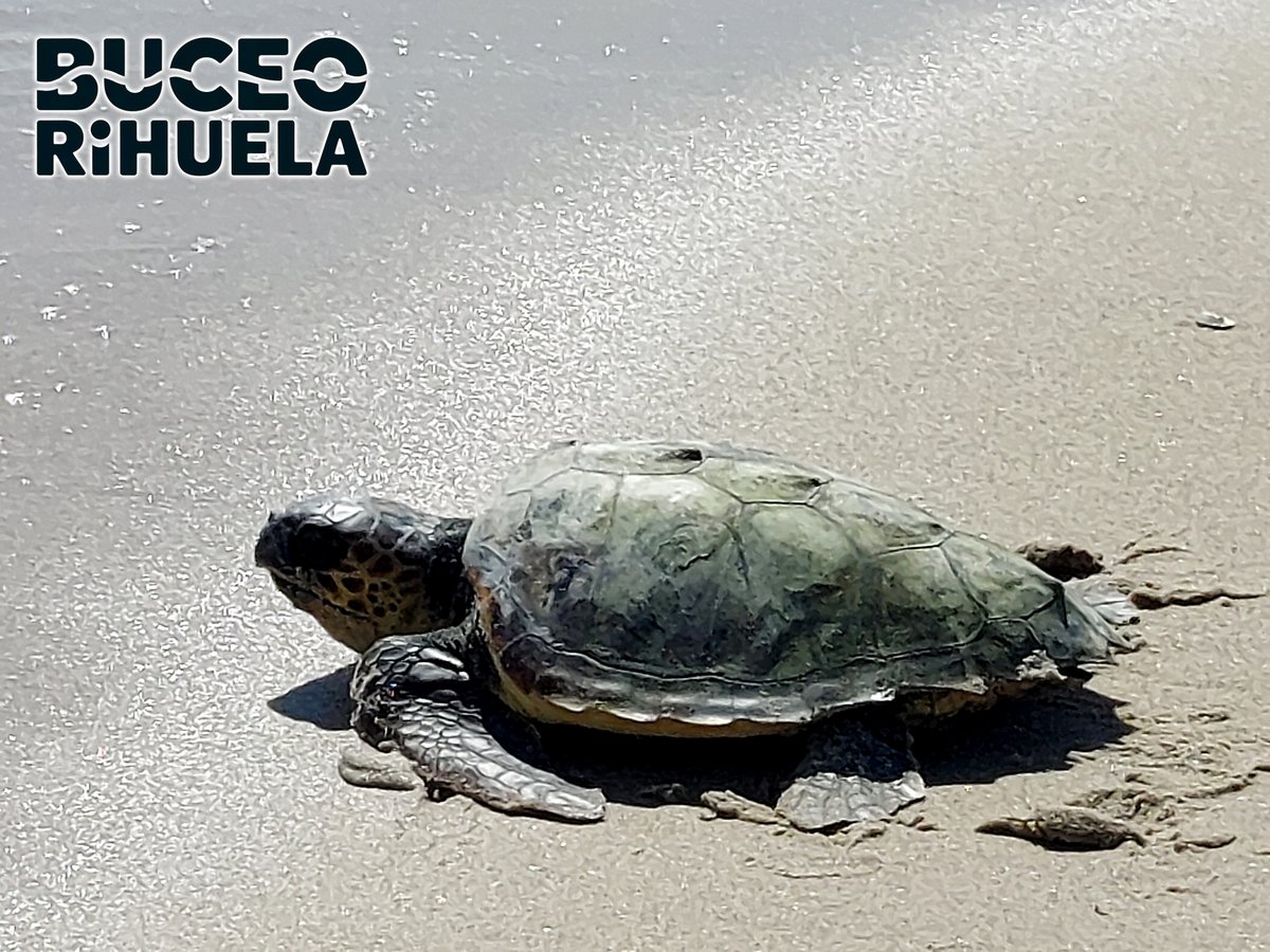 BuceOrihuela tweet media