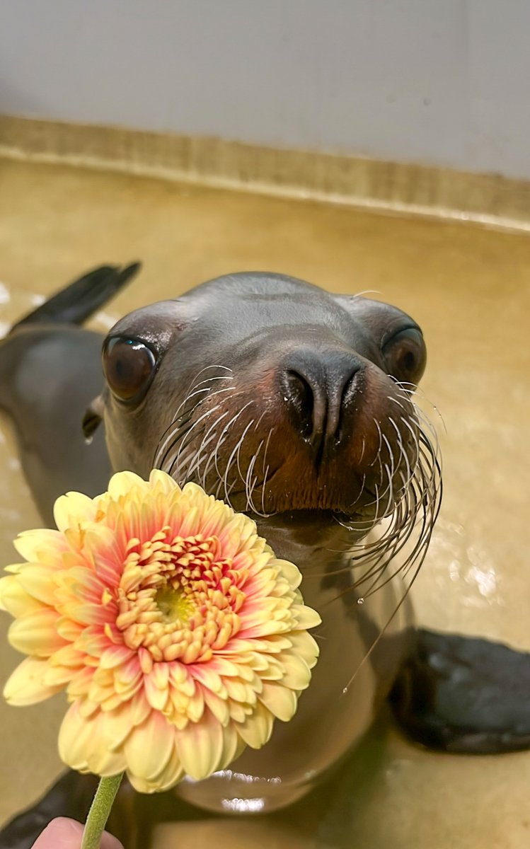 Mystic Aquarium tweet media