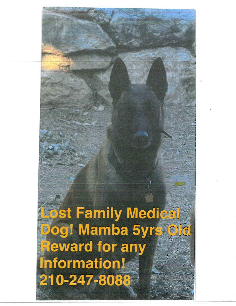 sahumane's tweet image. Mamba is missing near Wind Dancer in the 78251 area of #SanAntonio #LostDog