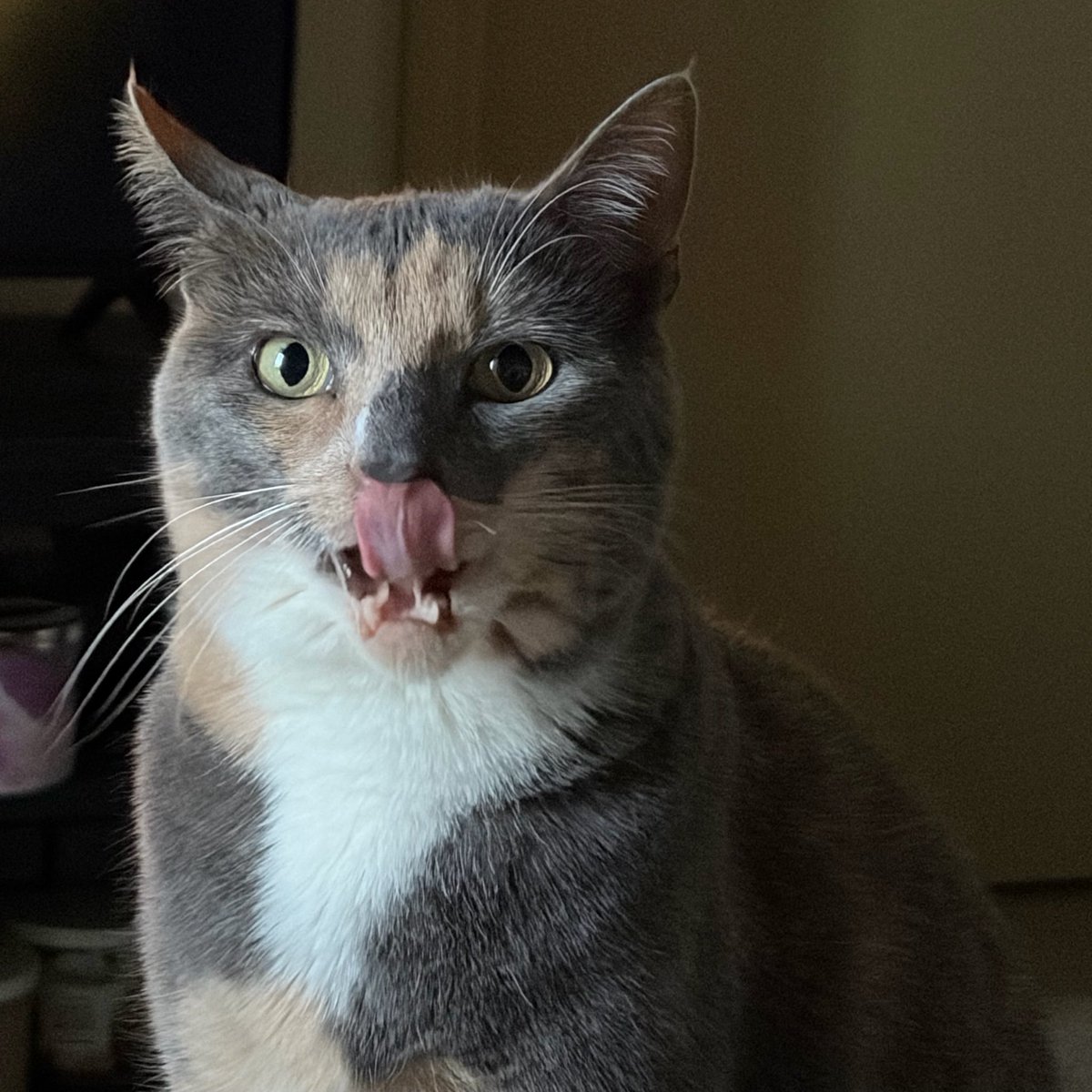 syphajobean's tweet photo. mlem monday night https://t.co/86kntrwxdG