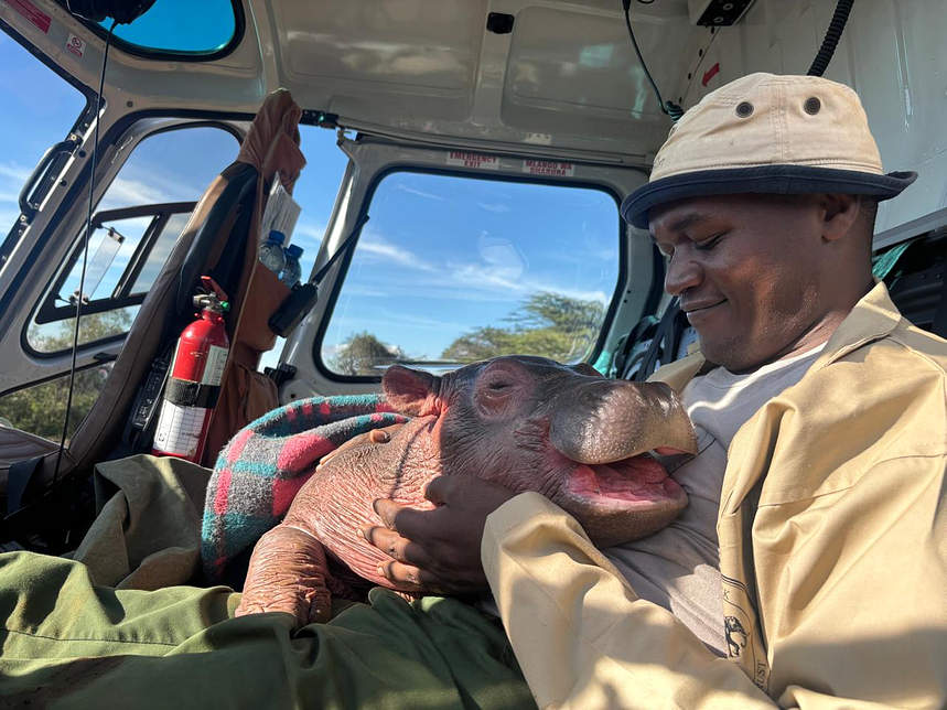 VirginaRay57067's tweet photo. On 2nd May 2026, the Kenya Wildlife Service Vet and Capture team received reports of an infant orphaned hippo at Oloiden Resort in Naivasha. They arrived to find a pint-sized calf nestled beside his mother's lifeless body. He clearly didn't understand the situation; he was calling out to his mother and nudging her with his blunt little nose, desperately hoping for a response.

Based on the level of decomposition, the mother had been dead for over a day, possibly even longer. The vets believe that she died of natural causes, likely in a territorial fight. It is very possible that she died protecting her calf, as infanticide is common in hippo society. After her death, her baby remained by her side, confused and with nowhere else to go.

On 2nd May 2026, the Kenya Wildlife Service Vet and Capture team received reports of an infant orphaned hippo at Oloiden Resort in Naivasha. They arrived to find a pint-sized calf nestled beside his mother's lifeless body. He clearly didn't understand the situation; he was calling out to his mother and nudging her with his blunt little nose, desperately hoping for a response.

Based on the level of decomposition, the mother had been dead for over a day, possibly even longer. The vets believe that she died of natural causes, likely in a territorial fight. It is very possible that she died protecting her calf, as infanticide is common in hippo society. After her death, her baby remained by her side, confused and with nowhere else to go.