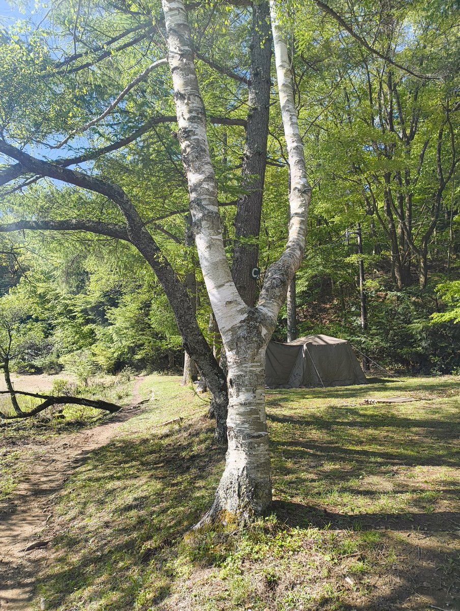 多分あの木
