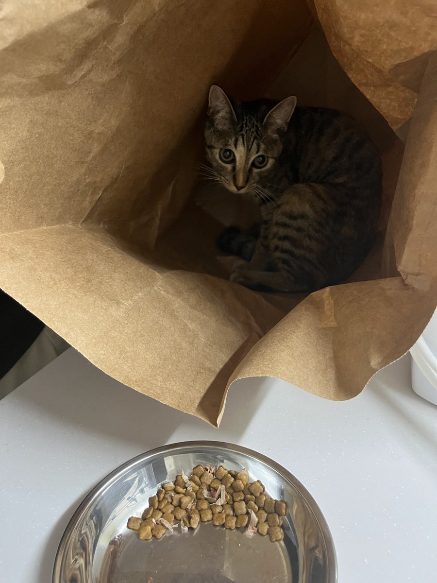 猫のシュピさん tweet media