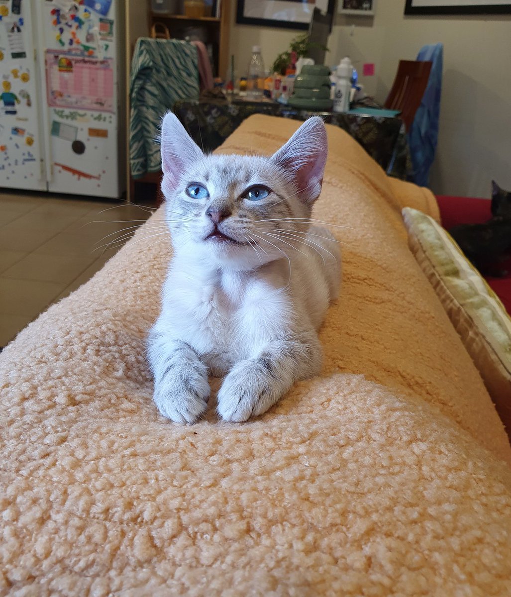 FBanksBooks's tweet image. In extremely good news, I will soon be fostering #kittens again here in #Canberra. Like this gorgeous troublemaker.