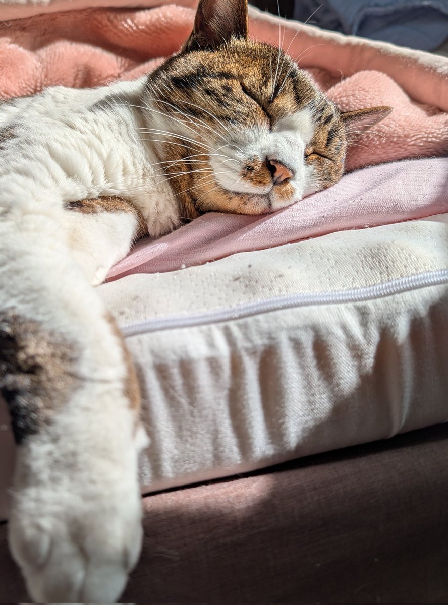 GypsyQueeeen's tweet photo. いくつになっても朝は弱い、、
#高齢猫
#17歳
#キジシロ
#Google Pixel 10 Pro https://t.co/cEntkGr0uX