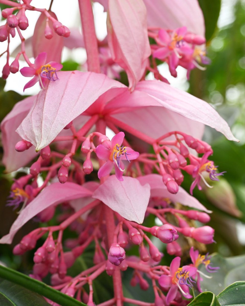 SFConservatory tweet media
